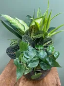 CERAMIC DISH GARDEN