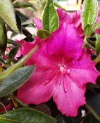 Azalea, Southern Indica ‘Southern Charm’ STD