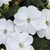 SunPatiens® 'Vigorous Clear White' Plants