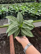 4” Calathea Vittata – Live Prayer Plant with White Striped Leaves - Indoor Tropical Houseplant