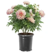 Peony - Garden Candy® Simply Scrumptious™ Itoh