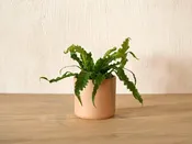 Asplenium Nidus (Bird's Nest Fern) — Mother Co., Plants