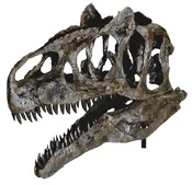 Allosaurus sp. BIG AL TWO Skull – Display Replica