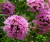 Crosswort, Pretty In Pink Plug Flat