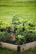 3-Tier Strawberry Cedar Bed