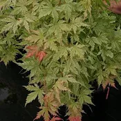 Acer palmatum 'Coral Pink' Japanese Maple