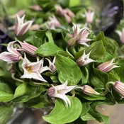 Blush Clematis