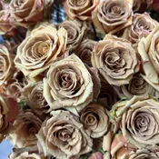 Beige/Brown Toffee Roses