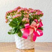 Kalanchoe Plant