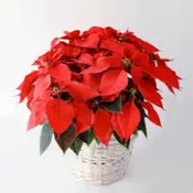 Holiday Poinsettia