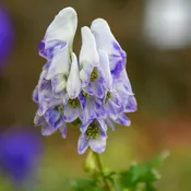 Aconitum x cammarum 'Bicolor' (Monkshood)