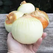 Onion, Candy Hybrid