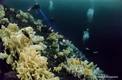 Advanced Open Water Diver