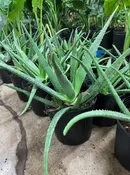10″ Aloe Vera