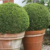 Buxus- Boxwood 'Sprinter'