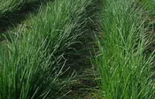 Polyvert Chives (Not Treated)