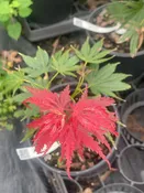 Acer palmatum 'Beni gasa' Rare Japanese Maple