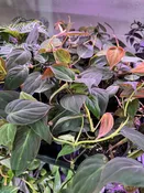 Philodendron Micans — Seattle Plant Daddy