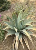 Agave deserti - Desert Agave (Plant)