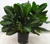 10" Aglaonema Species