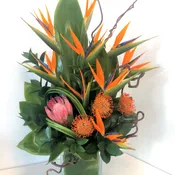 Pelican Bay Birds of Paradise