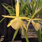 Brassolaelia Yellow Bird *Blooming Size*