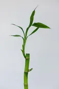 Bamboo Single Stem | Natty Garden