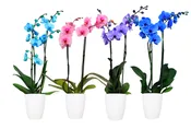 5in Mystique Mix Generic (Cypress/Lila/Pink/Blue) in Ceramic, 13/pk