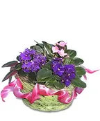 AFRICAN VIOLETS
