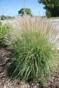 Adagio Maiden Grass (Miscanthus sinensis ‘Adagio’) – 3 gallon
