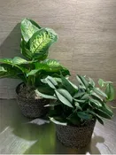 ASSORTED 6” HOUSE PLANT
