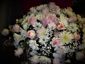 PINK BLUSH