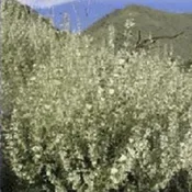 Clary Sage ~ Essential Oil