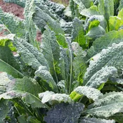Dinosaur Kale | Two Live Plants | Non-GMO | Heirloom | Frost Tolerant