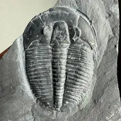 Elrathia kingii Trilobite Fossil Complete w/ Pyritic Inclusion 1 1/2 inch - Rare find
