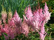 Astilbe, Pink