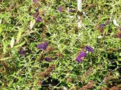 Buddleia davidii 'Black Knight' — Shreckhise Nurseries