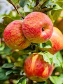 Apple Trees - Honey Crisp