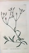 1448 (Gyposophila) The Botanical Magazine. London, 1812.