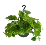 10″ Golden Pothos Hanging Basket