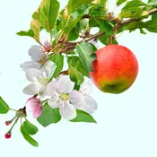 Apple Blossom Fragrance Oil