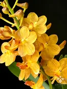 Aeridovanda Jairak Scented — Motes Orchids