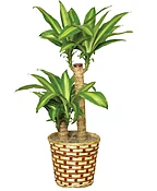 BASKET OF CORN PLANTS