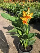 Canna 'Tenerife' — Excelsa Gardens