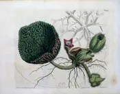 1447 (Euryale) The Botanical Magazine. London, 1812.