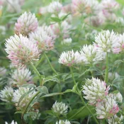 Arrowleaf Clover Seed