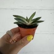 Gasteria 'Little Warty' 2” pot — Urban Planting Cleveland