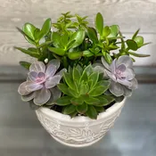 Succulent Garden
