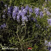 American Wisteria (Wisteria frutescens)