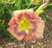 Carolina Heritage — Hillsdale Lily Garden
